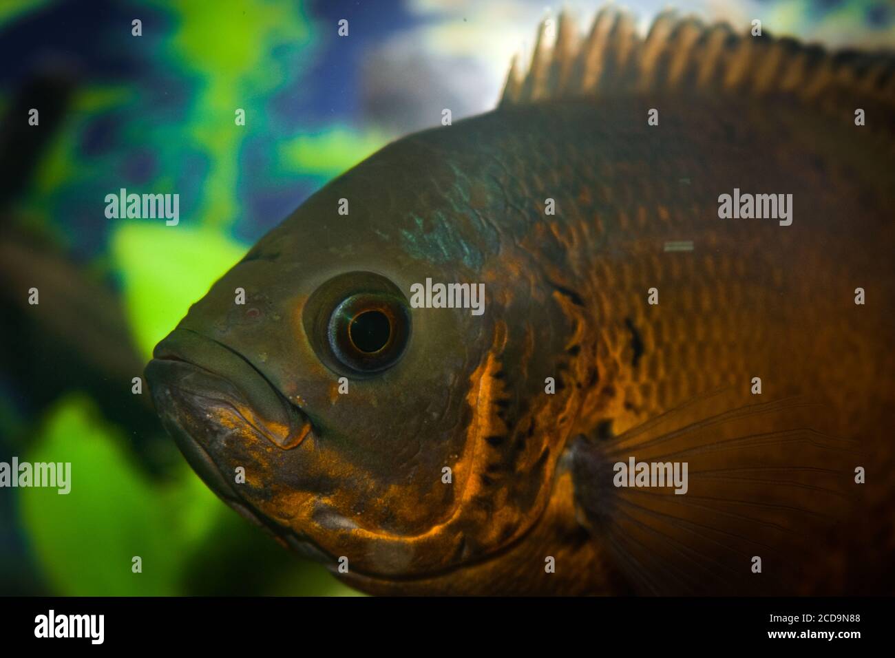 The oscar is a species of fish which is known for its aggressiveness.In the wild, they generally have grey or dark brown scales with yellow and orange. Stock Photo
