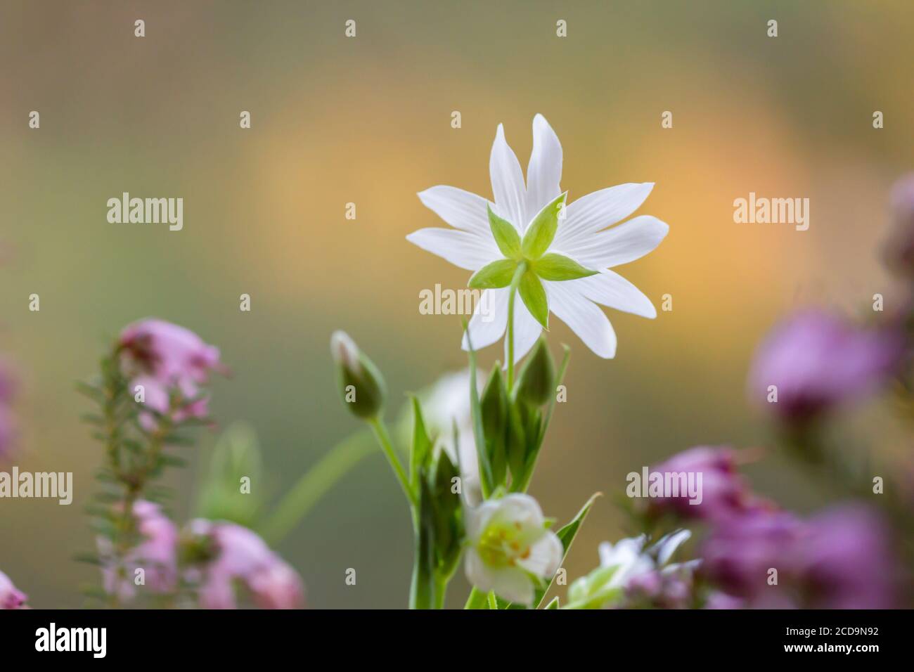 Stitchwort with copy space hi-res stock photography and images - Alamy