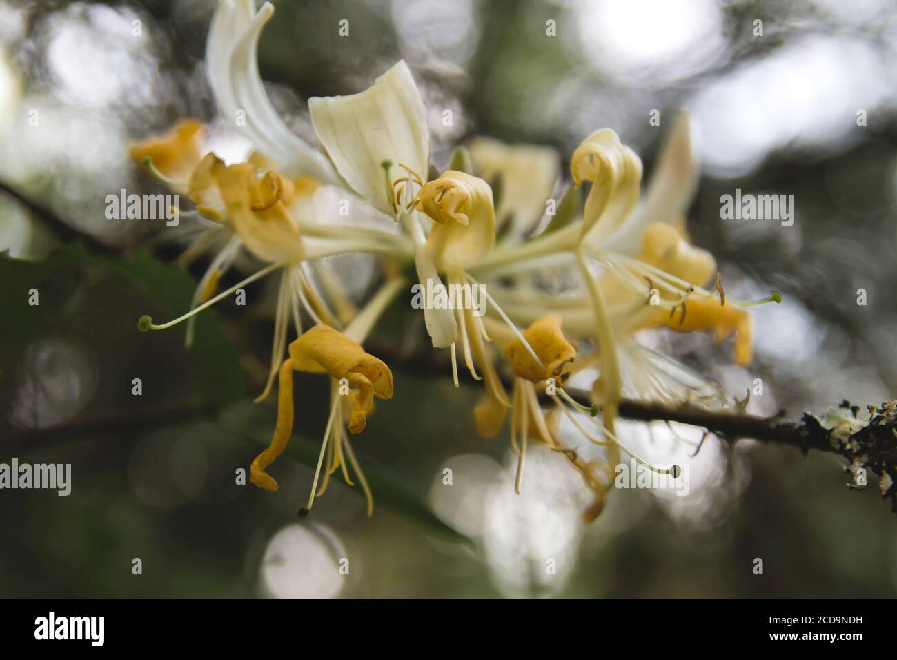 Detail of wild honeysucke creamy yellowish flowers blooming Stock Photo