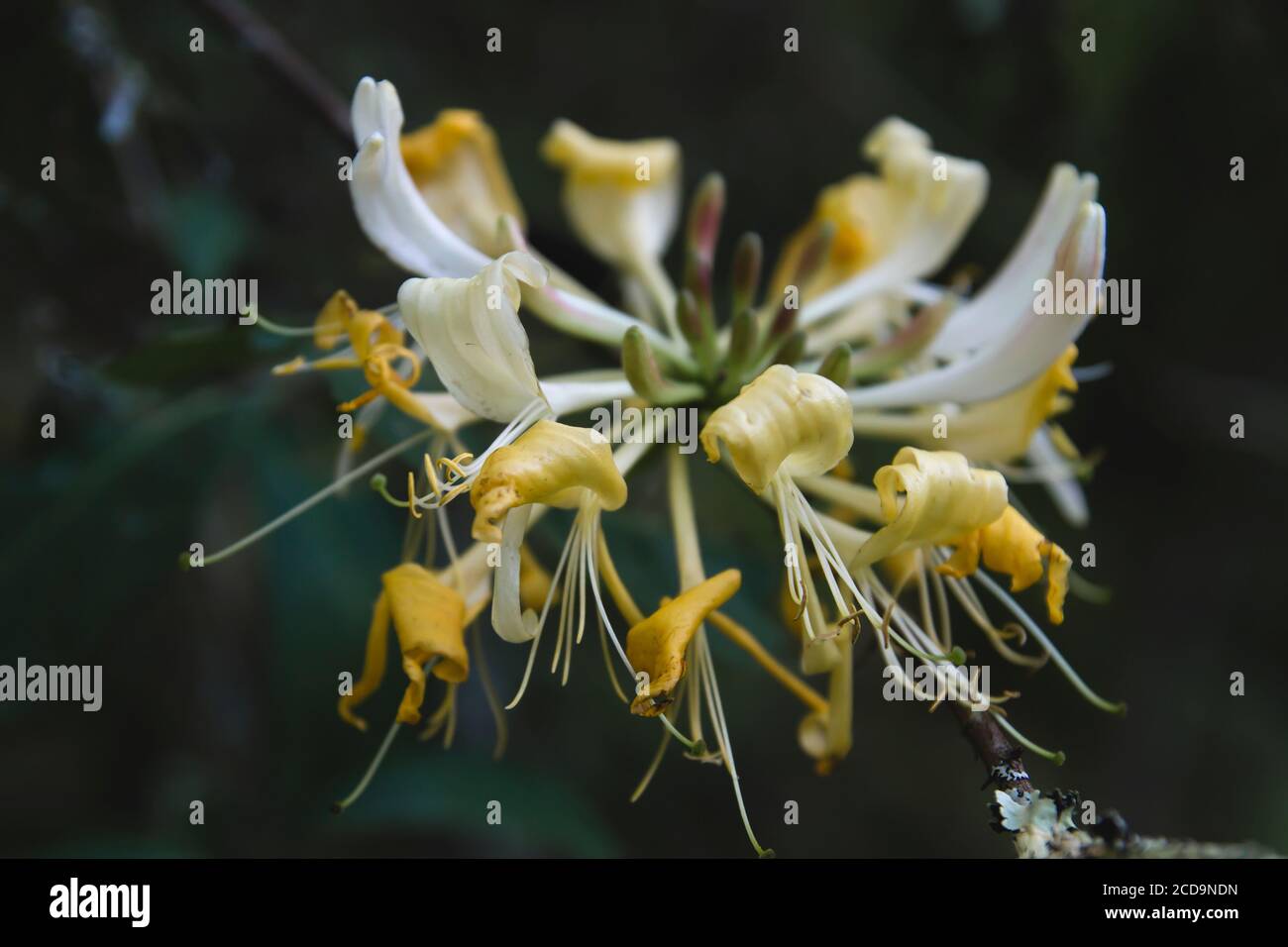 Detail of wild honeysuckle yello flower Stock Photo
