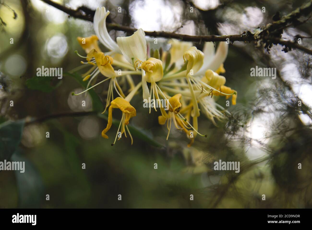 Detail of wild honeysuckle yellow flowers blooming Stock Photo