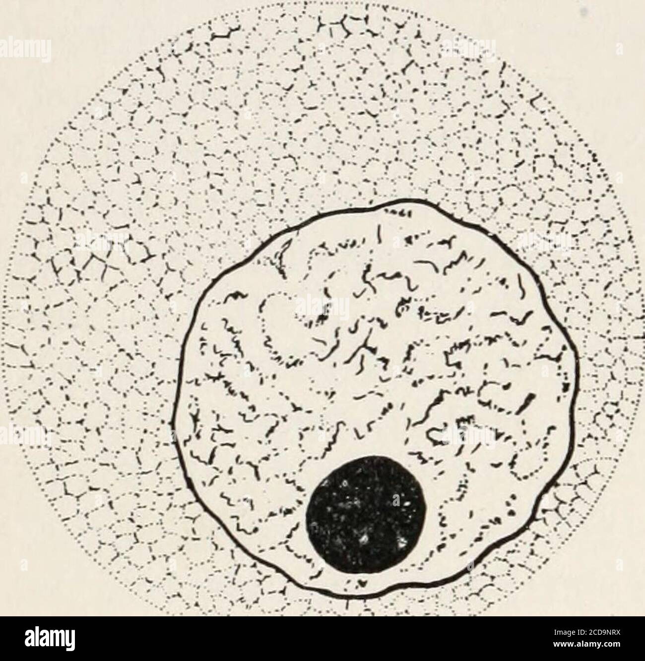 Protoscience Definition . Evolution and animal life; an elementary discussion of facts ...