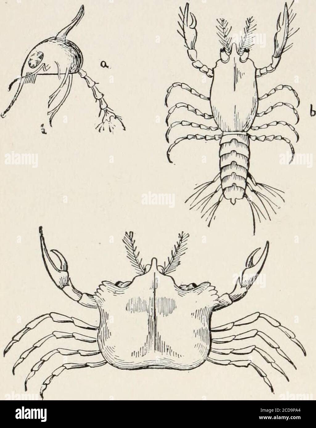 Evolution and animal life; an elementary discussion of facts, processes, laws and theories relating to the life and evolution of animals . from the egg(Pig. 141) is a verydifferent appearingcreature from Evolution and animal life; an elementary discussion of facts, processes, laws and theories relating to the life and evolution of animals . from the egg(Pig. 141) is a verydifferent appearingcreature from
