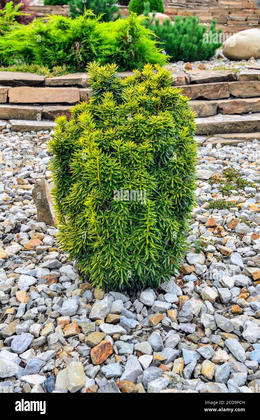 Dwarf Japanese yew (Taxus cuspidata) with variegated foliage cultivar 'Dwarf Bright Gold' - green leaves with yellow border. Beautiful ornamental plan Stock Photo