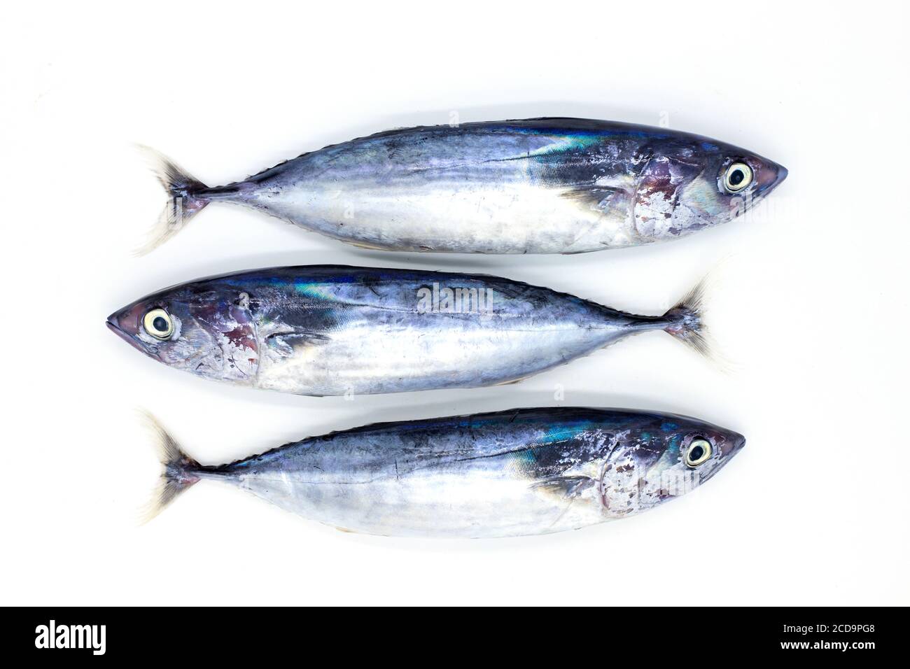 Saiden Fish Philippine fish Cut Out Stock Images & Pictures - Alamy