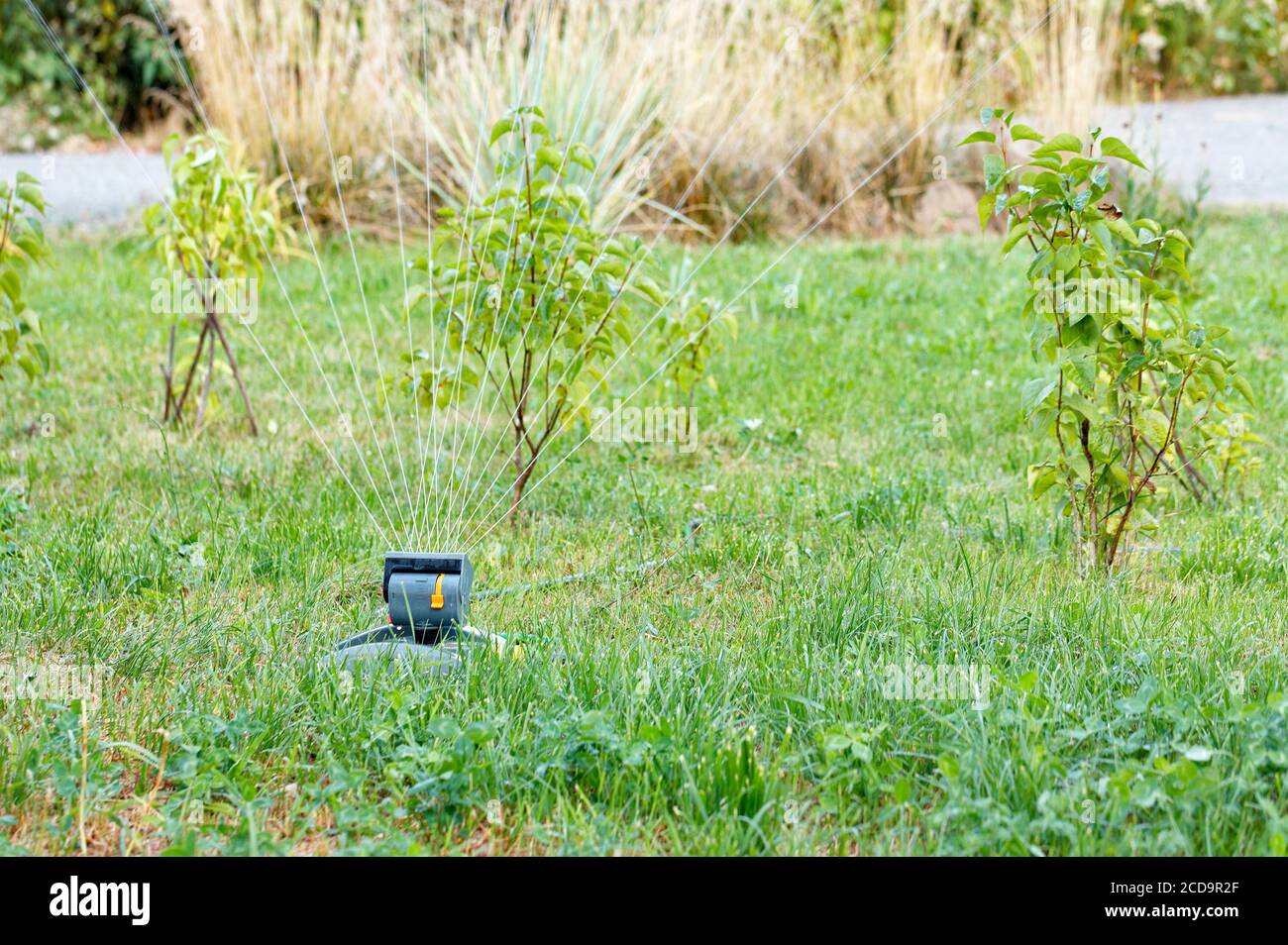 Water jets from a working sprayer watered young trees, dry shrubs and