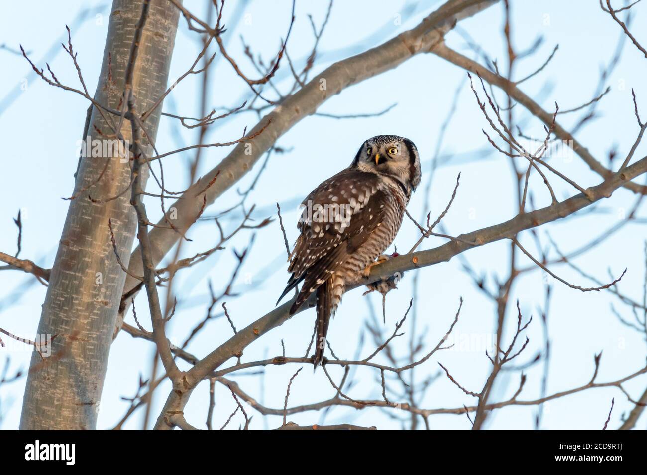 Northern Hawk in Québec, Canada Stock Photo