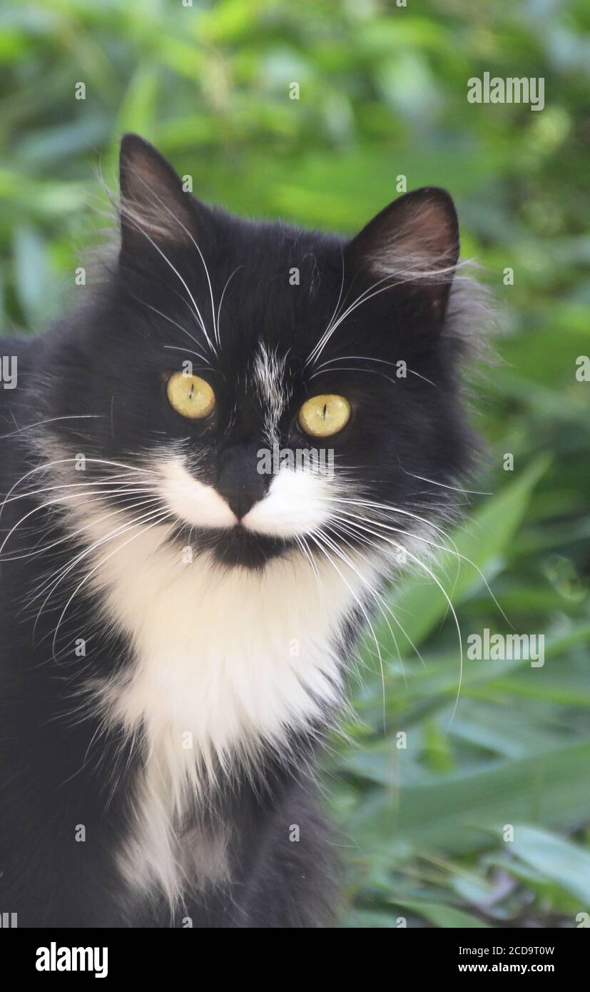 wild black and white cat in a garden, Issoire, France Stock Photo