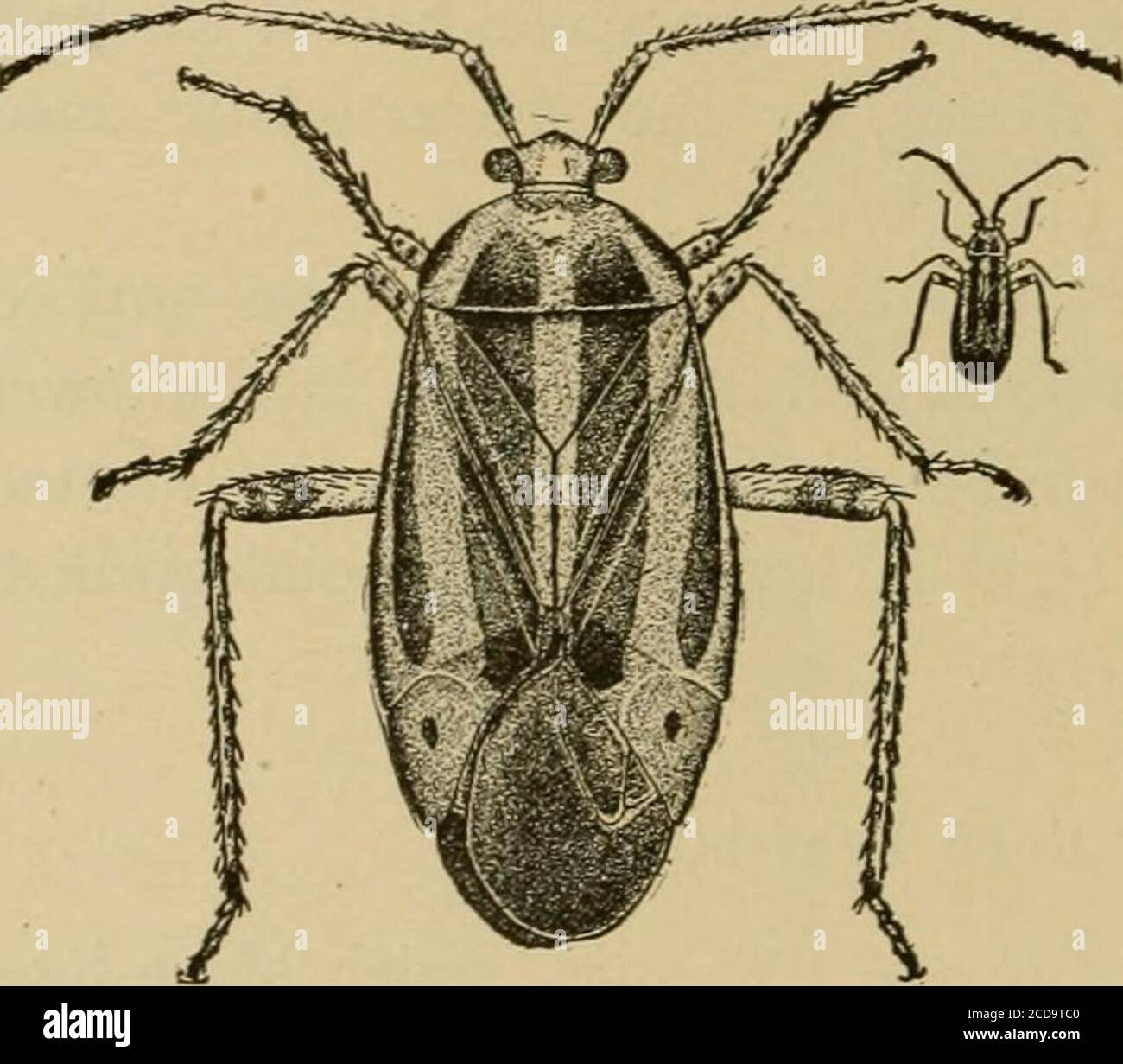 Brittle Insect . Insect pests of farm, garden and orchard . edby the appearance of the ...