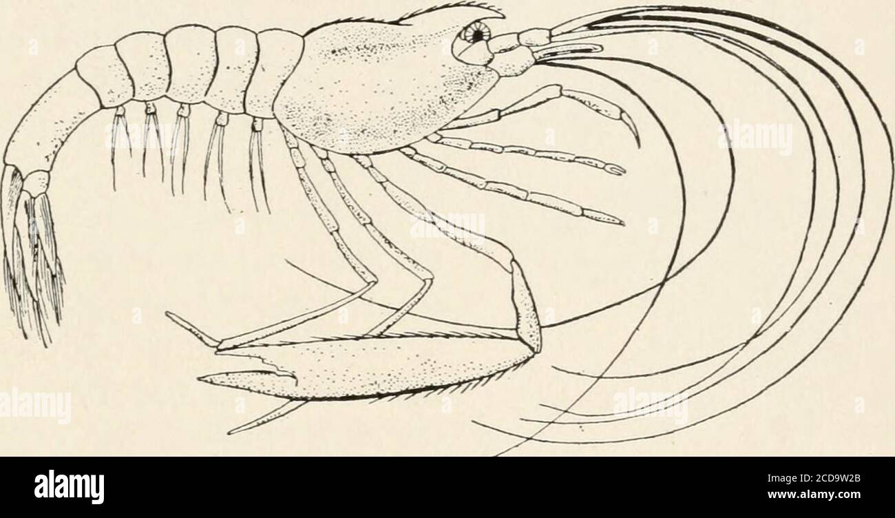 Evolution and animal life; an elementary discussion of facts, processes, laws and theories relating to the life and evolution of animals . E FIG. 136.—Later stages in the development of the Evolution and animal life; an elementary discussion of facts, processes, laws and theories relating to the life and evolution of animals . E FIG. 136.—Later stages in the development of the