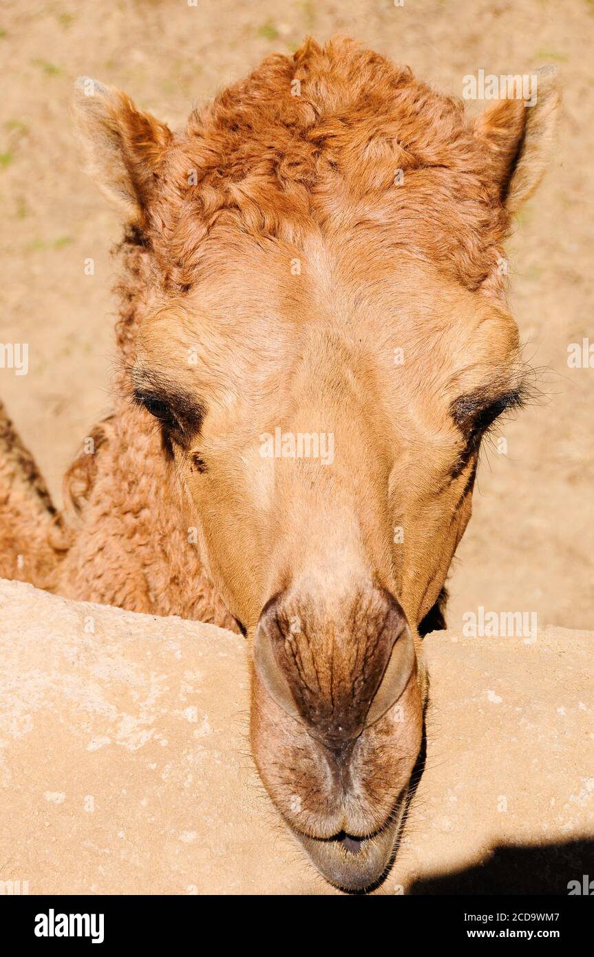 Close up shot of a dromedary camel with very long eye lashes Stock Photo