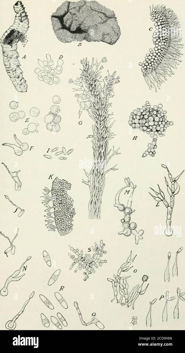. Journal of agricultural research . —Conidia, or secondary spores. X 570. J.—Conidia, or secondary spores, germinating. X 570. K.—Portion of a section through the body of an infected cutworm which had beenplaced in a moist chamber to induce germination of the resting spores, showing theusual type of conidiophores. X 200. L.—Mature resting spore germinating in water, showing conidiophore with ver-ticillately arranged sterigmata. X 570. M.—Mature resting spores germinating on nutrient agar, showing sessile sterigmataand conidia at one place and young resting spores arising by budding at another Stock Photo