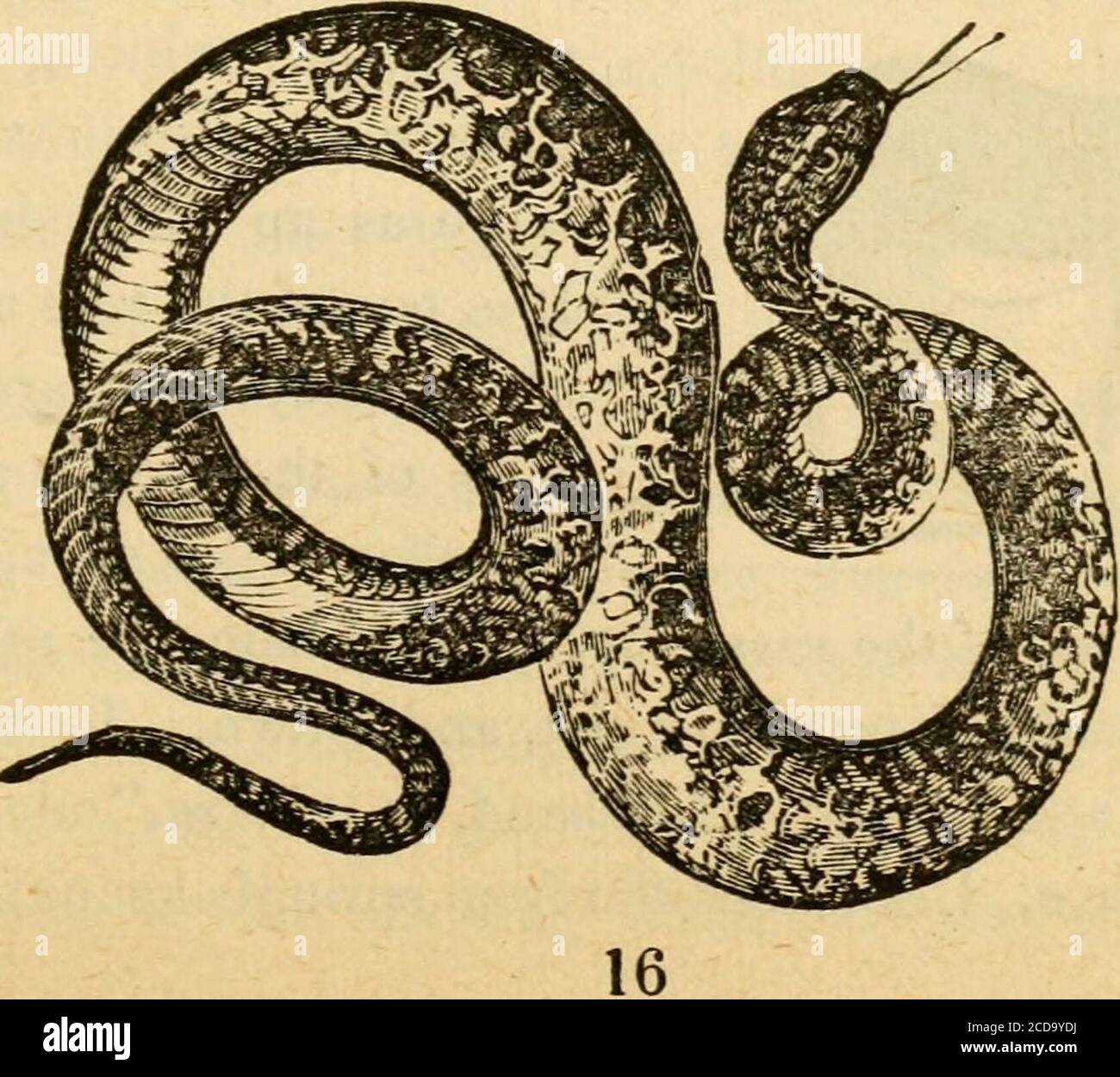 Download Wild Scenes Of A Hunter S Life Ith Zebra And Wildebeests Concealed In A Cloud Of Dust Next Came An Ombull Borele We Fired Together And He Made Ofl Blowing Loudly After