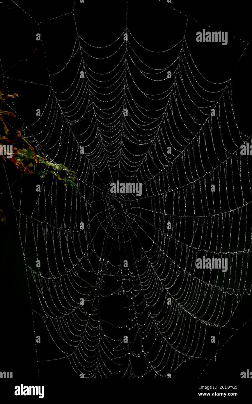 Spider's silk Stock Photo