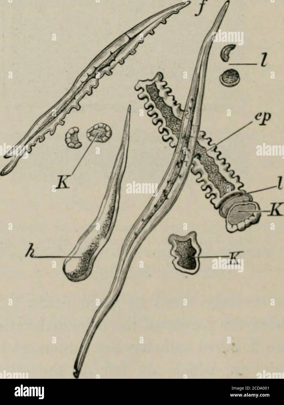 The microscopy of vegetable foods, with special reference to the detection  of adulteration and the diagnosis of mixtures . Fig. 78. Oats. Outer  epidermis from the margin of the flowering glume,
