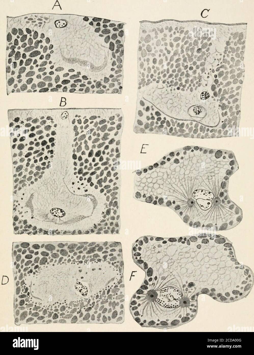 . Evolution and animal life; an elementary discussion of facts, processes, laws and theories relating to the life and evolution of animals .  FIG. 124.—Spermatozoa of different animals: 1, Man; 2, Vesperugo; 3, pig; 4, rat;5, finch; 6, triton; 7, ray; 8, beetle; 9, mole cricket; 10, snail. (After Ballowitz,Kolliker, and Rath.) productive cells into two kinds. These two kinds, among allanimals, are always essentially similar to the two kinds shown */ »/ by Volvox and the simplest of the many-celled animals-namely, large, inactive, spherical egg cells, and small, active,elongate or tailed sperm Stock Photo