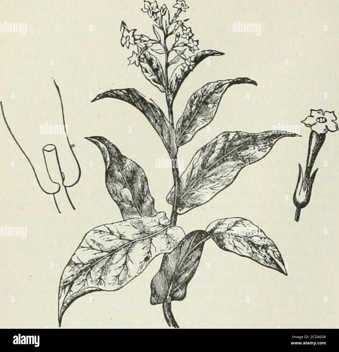 The Encyclopaedia Britannica; ... A dictionary of arts, sciences and  general literature . the Virginian Tobacco, N. Tabacum,while the best known  representative of the second is the GreenTobacco, N. ruslka. These