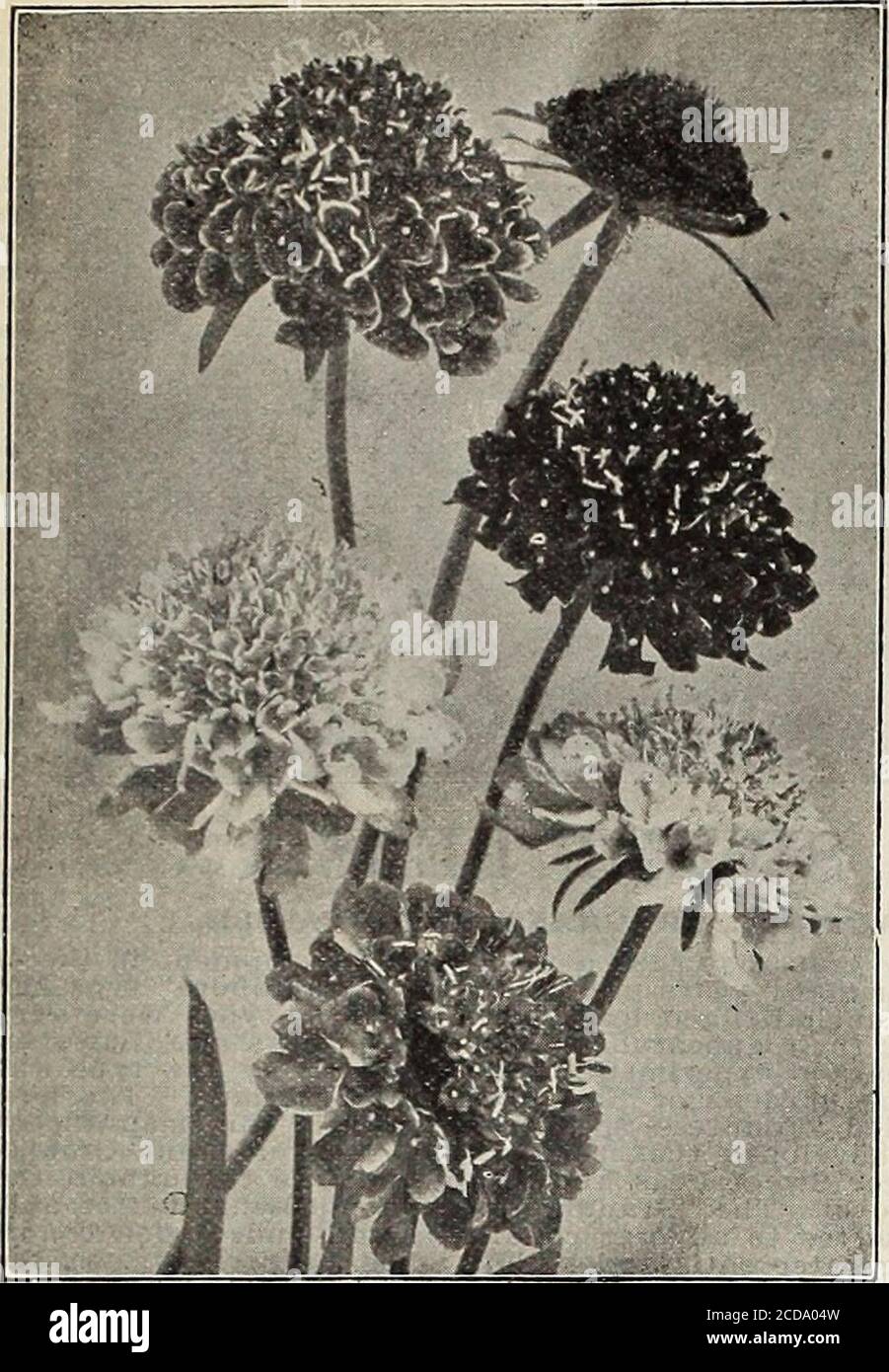 . Farm and garden annual : spring 1913 . SALVIA BO.NFIRE. LIST OP CHOICE FLOWER SEEDS FOR 1913. 85. SCABIOSA OE MOURNING BEIDB. SALPIGLOSSIS. Very pretty autumn blooming plants with funnel-shaped flowers, beau-tifully veined and marbled. H. H. A. Pkt. Large Flowered, Finest Mixed—Vt oz. 20c 5 Emperor—Magnificent and brilliant flowered, rivaling the Orchid in the beauty and brilliance of their blobms. Mixed colors .*; 5 SAPONARIA. Corr.pact-growing plants, producing beautiful star-like flowers freelyall summer. Good for bedding. H. A. Pkt Culabrica, pink; Calabrica Alba, white^-.each 5 SCABIOSA Stock Photo