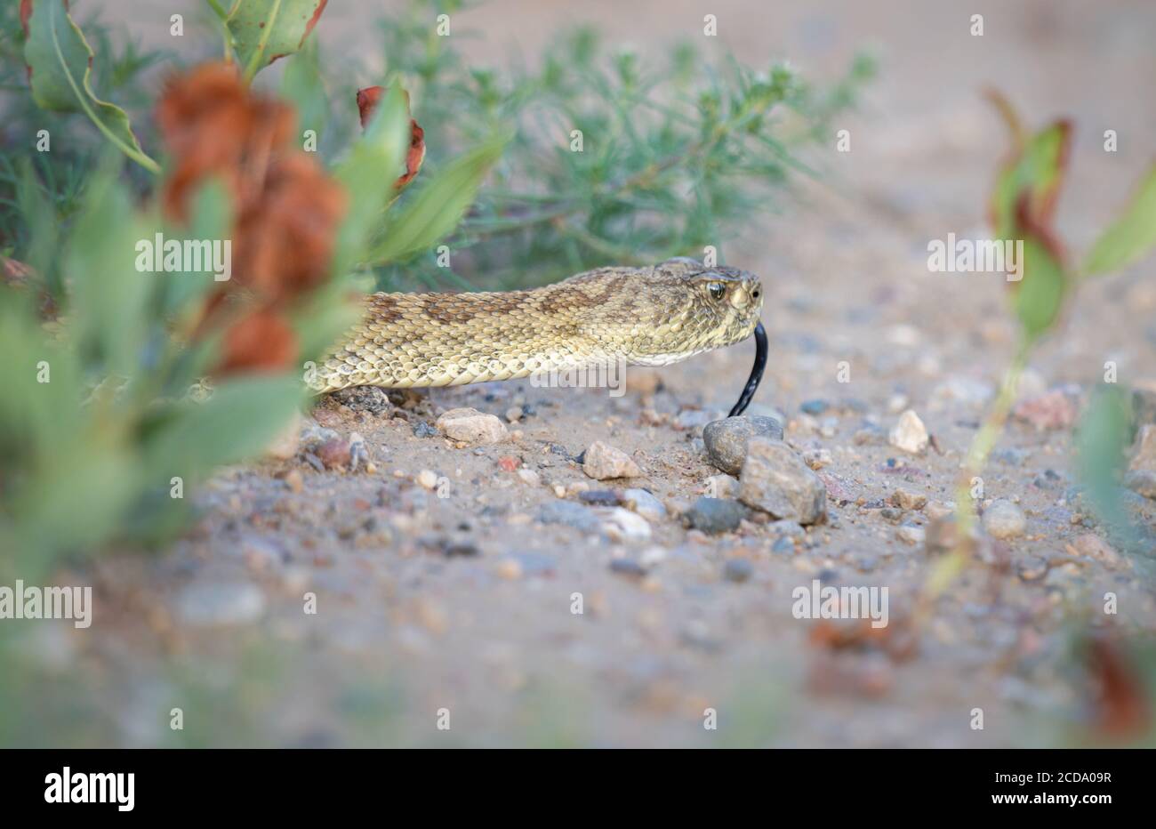 Pear Rattler Prairie rattler hi-res stock photography and images - Alamy