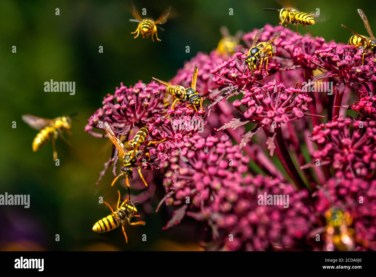 Wasps (Deutsche Wespe / vespula germanica) pollinating and fighting around Giant Angelica (Roter Engelwurz / angelica gigas). Stock Photo