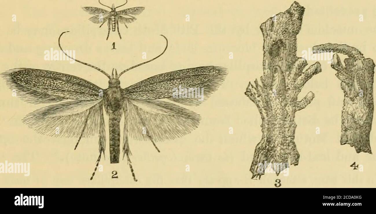 . Report of observations of injurious insects and common farm pests, during the year ... : with methods of prevention and remedy . hytoptus ribis 43 Woolly Currant Scale Pulvinaria ribesUe 48 Mustard. Gamma or Silver Y-Moth . . Pbisia gamma 53 Pear. Pear Leaf-blister Mites .... Phyloptvs pyri 59 Pear Gnat Midge Diplosis pyrivora 63 Plum. Splint or Sap-wood Beetle . . Scolytus pruni 69 Mottled Fruit-tree Tortrix Moth . Penthina varieyana 73 Pocket or Bladder Plums . . Exoascus pruni * 76 Potato. Deaths-head Moth Acherontia atropos 82 Raspberry. Raspberry Stem-bud Moth . . Lampronia rubiella 85 Stock Photo