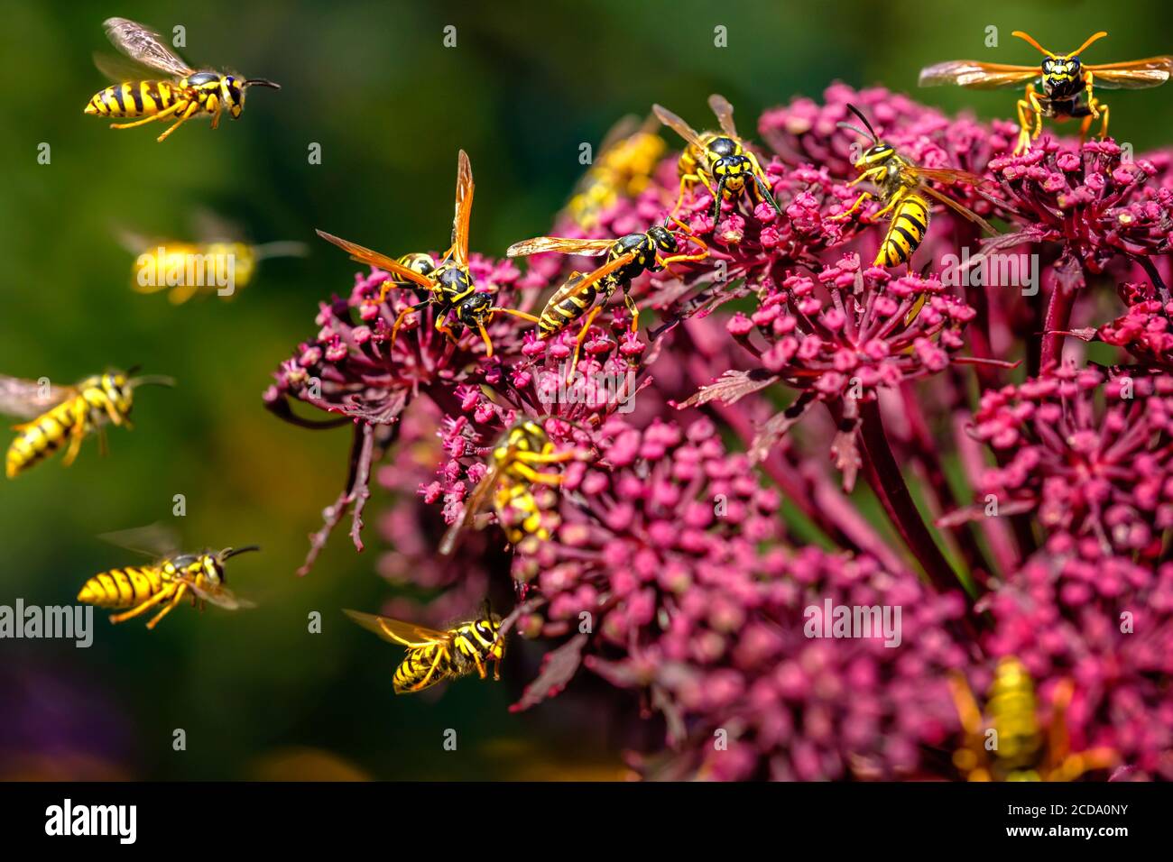 Wasps (Deutsche Wespe / vespula germanica) pollinating and fighting around Giant Angelica (Roter Engelwurz / angelica gigas). Stock Photo