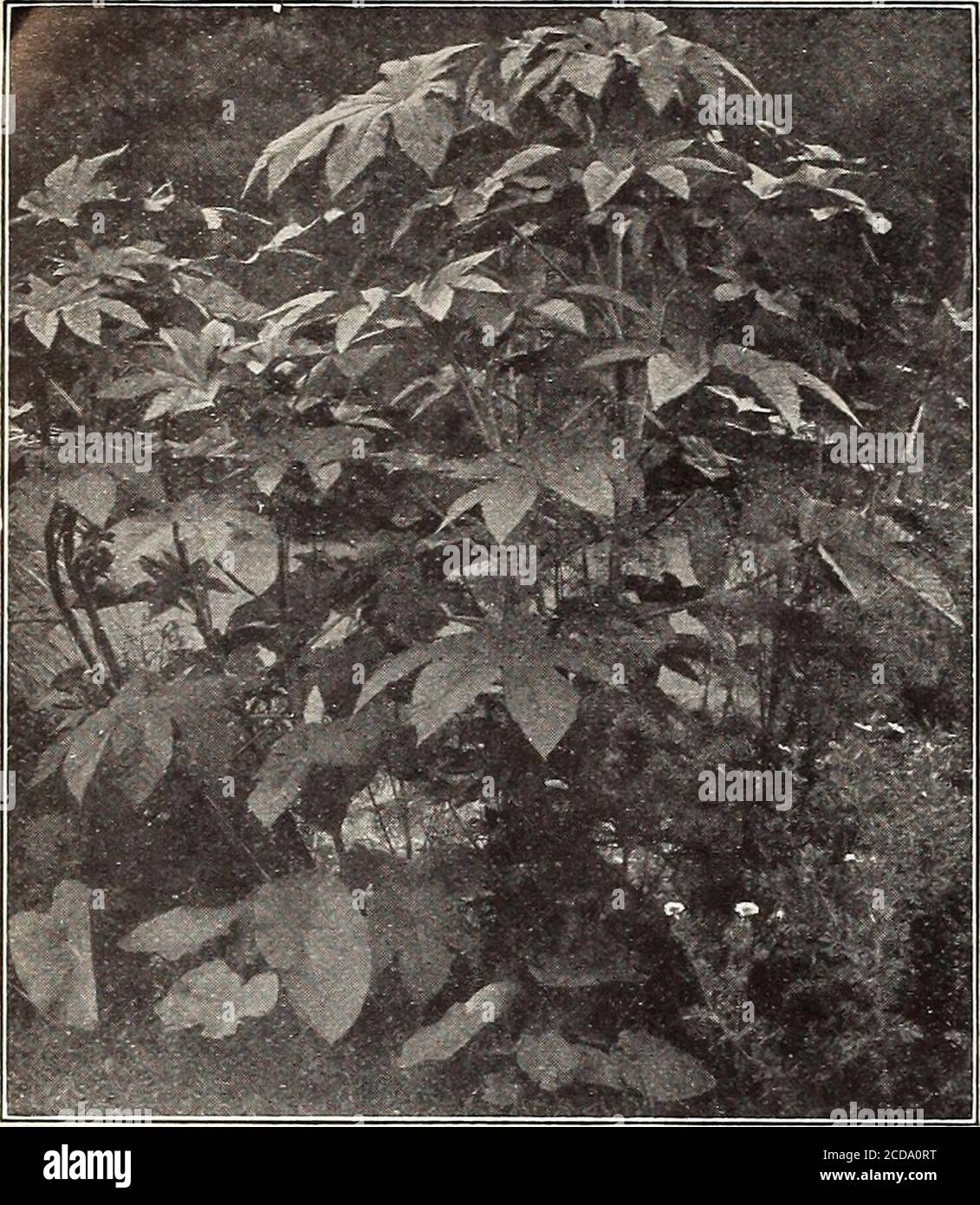. Farm and garden annual : spring 1913 . PRIMULA JAPONICA. 84 CURRIE BROTHERS COMPANY, MILWAUKEE, WIS.. PYRETHRUM. RICINUS. Castor Oil Bean. Magnificent tall-growing foliage plants,useful as specimen plants on lawns, orgroups in center of large beds. Theirbrilliant leaves create a grand sub-tropi-cal effect. H. H. A. 105 10 BICINUS, Height 18 inches Zurich—A dwarf, compact Salvia, coming into bloom very early, and producing its large brilliant scarlet flowers freely until cut down by frost Patens—Flowers of a delightful blue . Coccinea Lactea—Pure white . . Pkt.Bismarkiana—A vigorous grower, a Stock Photo