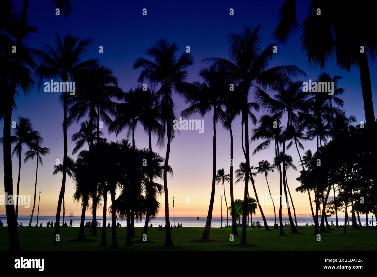 Palm trees on waikiki hi-res stock photography and images - Alamy