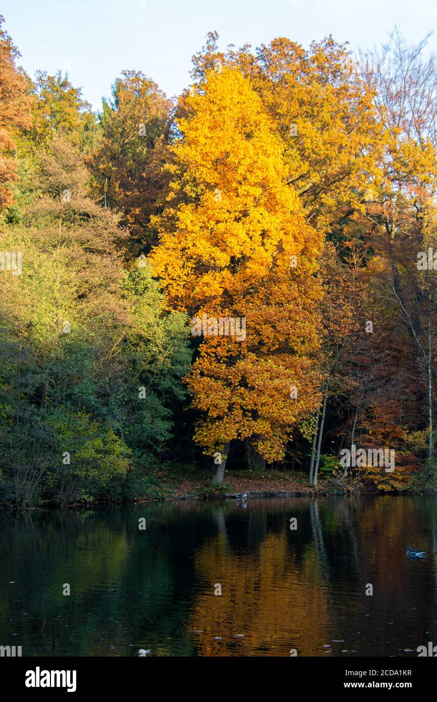 Trees with colorful leaves in the forest near the lake Stock Photo - Alamy