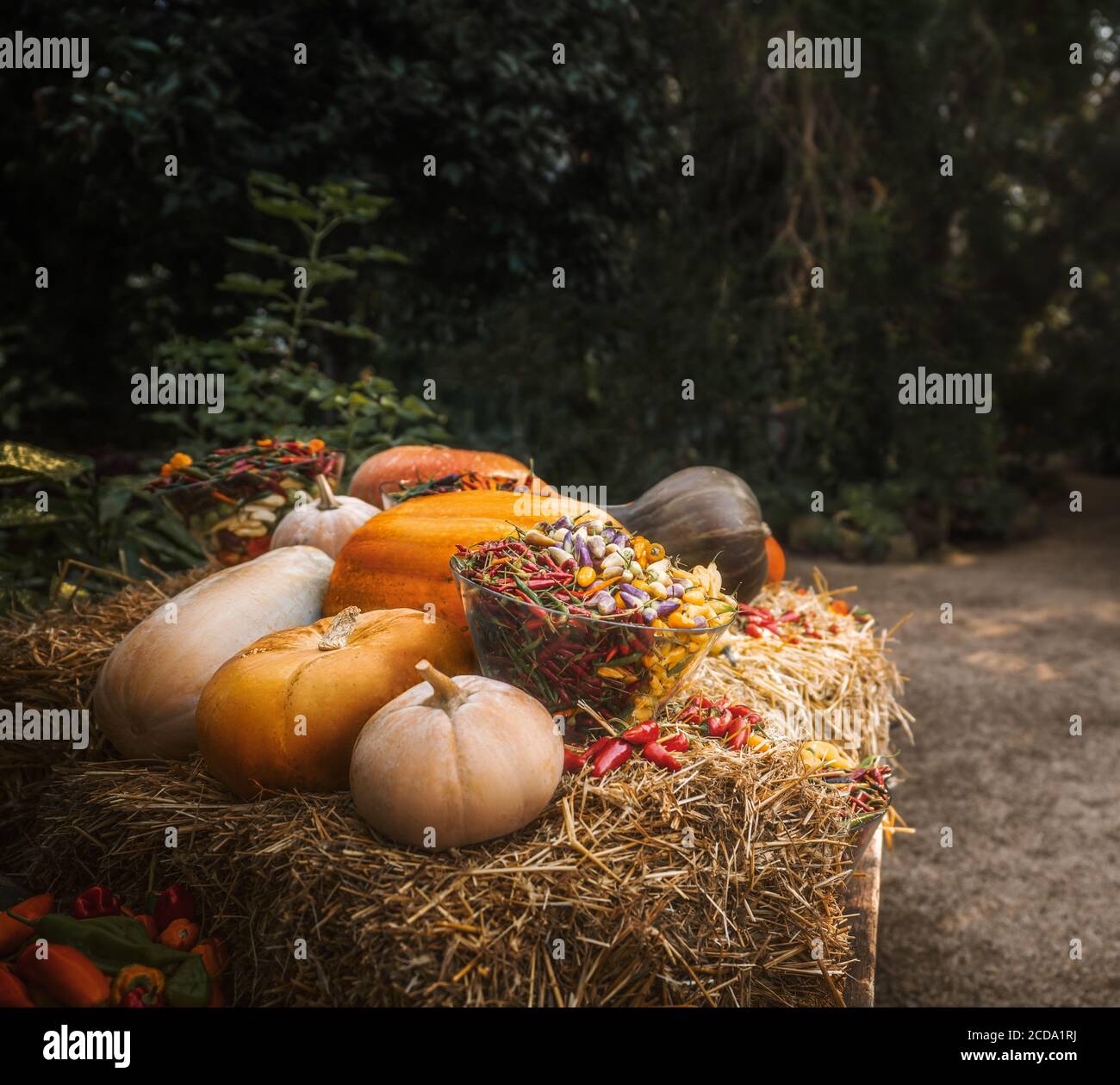 Festive autumn still life with pumpkins and vegetables Stock Photo - Alamy