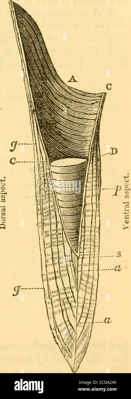 . Appendix to the Manual of Mollusca of S.P. Woodward, A.L.S ...