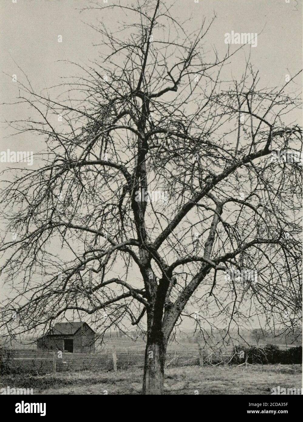 Bulletin Y Tifc Lt Fig 16 An Old Apple Tree In Need Of Rejuvenation Tree Is Filled Withmatted Fruiting Branches And The Center Is Choked With A Dense Accumu Lation Of Old Water