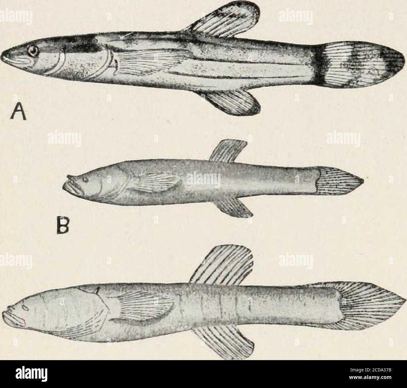 Evolution and animal life; an elementary discussion of facts, processes,  laws and theories relating to the life and evolution of animals . nd  Stygicoladentata) and the blindgoby of Point Loma(Typhlogobius calif
