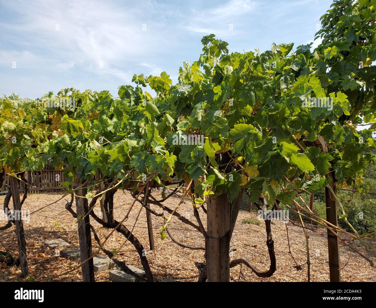 A small private grape vineyard for home winemaking is visible in Lafayette, California, August 18, 2020. () Stock Photo