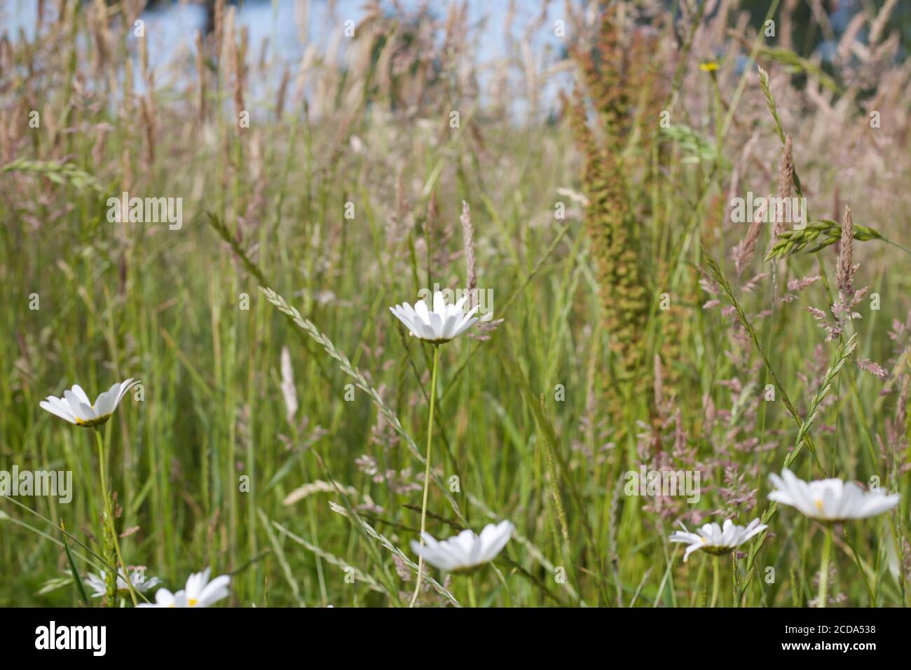 Simple white daisies in wildflower field showing dried grassy summer foliage Stock Photo