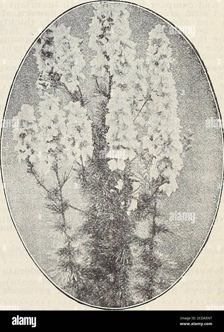 . Farm and garden annual : spring 1913 . mpacta—A beautiful deep blue variety. y2 foot 10 Puinila Magniiica—The finest of all dwarfs,s very dark blue. % foot 10 Speeiosa White Gem—A new pure white variety, fine for bedding. y2 foot 10 Erinus Compacta Goldelse—Yellow foliage, flowers blue 10Nana Compacta Coerulea—A fine dwarf bright blue bed-ding variety LOBELIA TENUIOR—Large flowered, dark blue. Acharming sort for vases and pots; very free flowering; height 1 foot TRAILING LOBELIA.Gracilis—Light Blue. ... 5 Rosea—Pink 5 HARDY LOBELIAS. Cardinalis, Cardinal Flower—Flower spikes 8 inches long, o Stock Photo