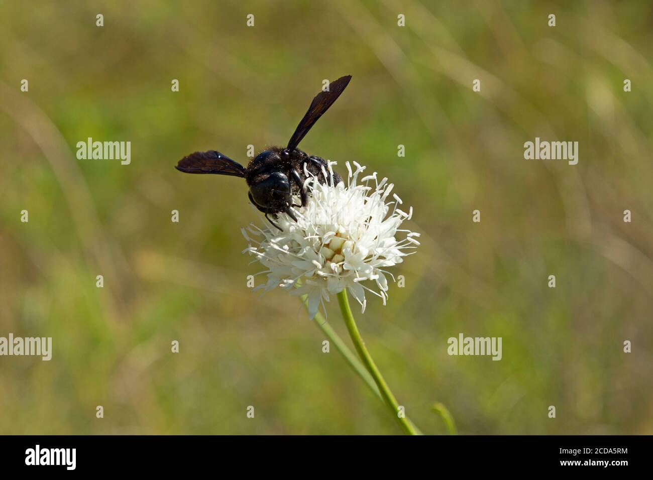 Carpenter bee (Xylocopa) on a flower, near Buzet, Istria, Croatia Stock Photo
