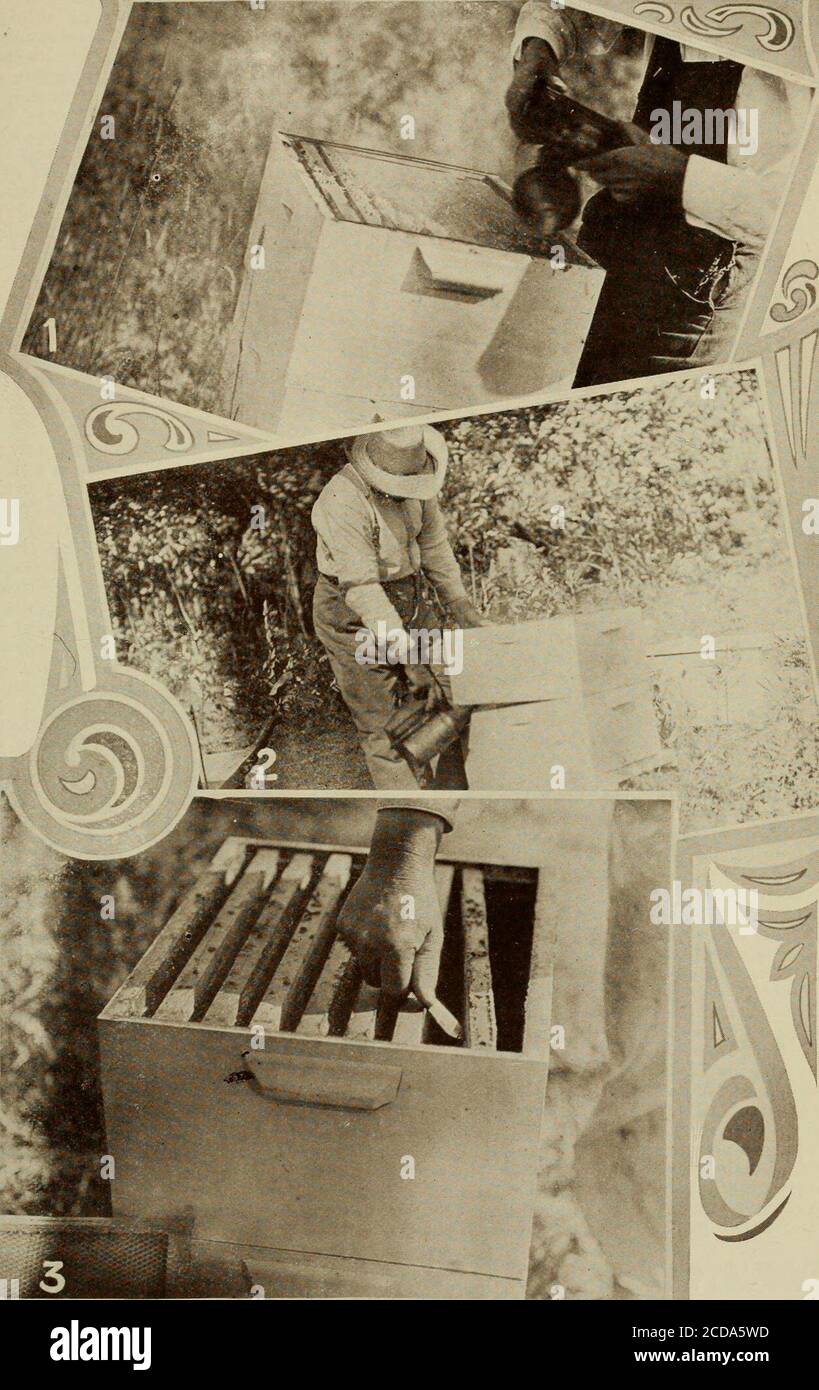 . Gleanings in bee culture . the cover removed, and give each step indetail until the combs are freed from beesand placed on the wheelbarrow. The useof a wheelbarrow in a bee-yard will be apart of my next article. If the reader will turn to Fig. 1 he willnotice that the operator is shown with thesmoker in both hands. This is the &lt;nly in-stance where we use both hands for the bel-lows of the smoker, and here both handsare needed when smoking the greater partof the bees down from an upper story. Asexplained in my former article, the wind istaken advantage of, for the smoker is soplaced that t Stock Photo