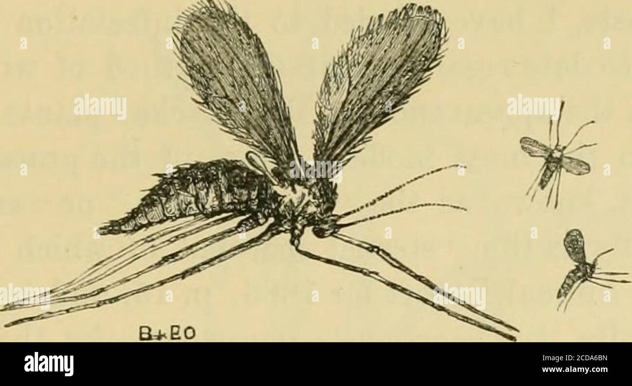 Tons of insects hi-res stock photography and images - Alamy