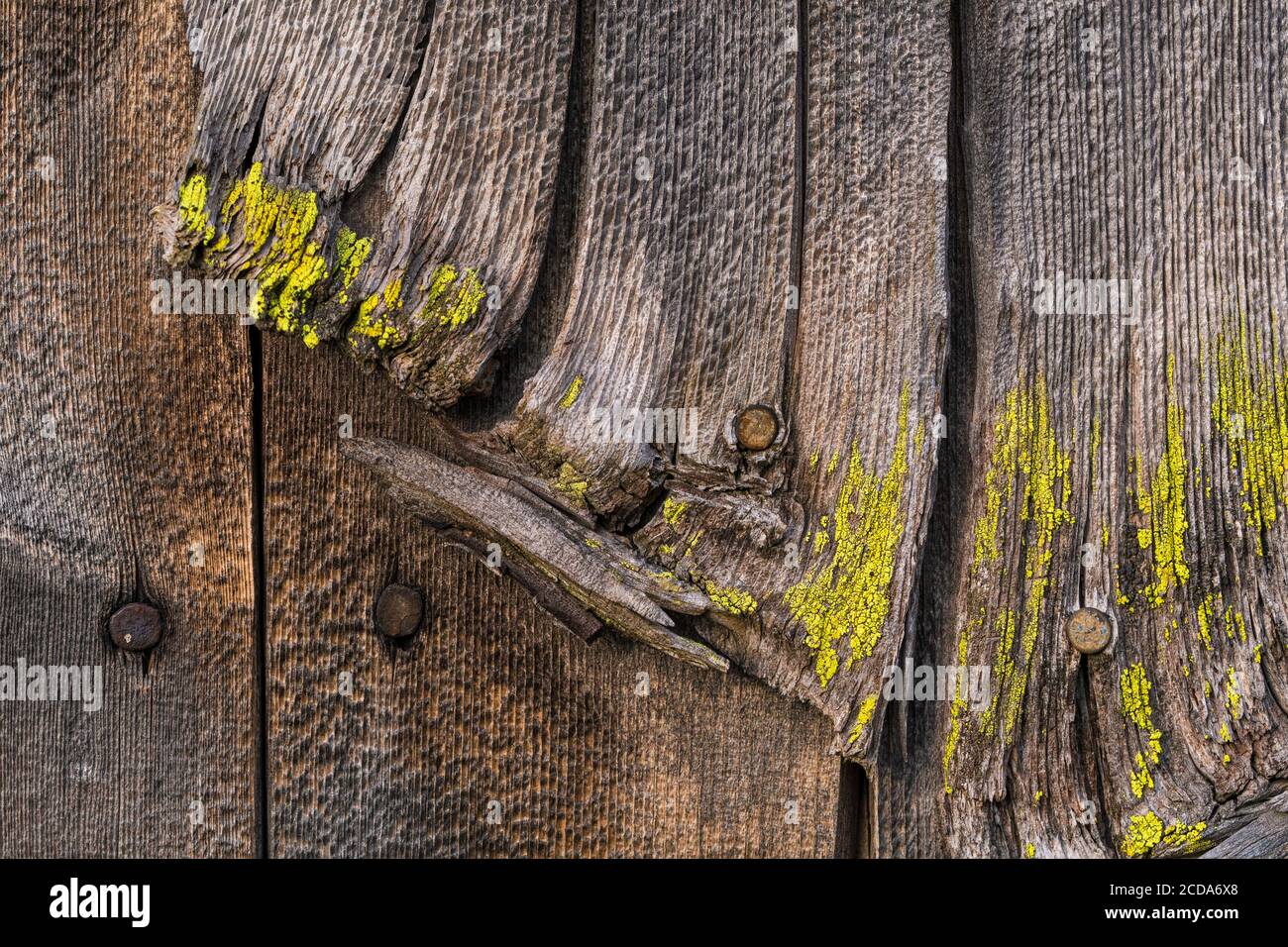 Worn wooden shingles with lichen Stock Photo