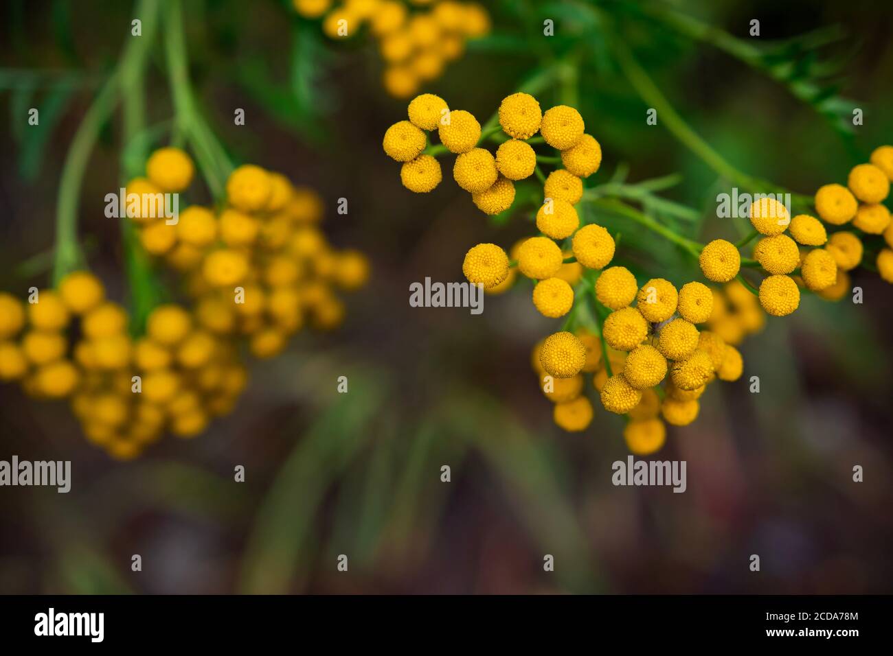 Yellow tansy flowers close-up. Tanacetum vulgare, common tansy, bitter button, cow bitter, golden buttons. Wild medicinal plant tansy. Herbal harvest. Stock Photo