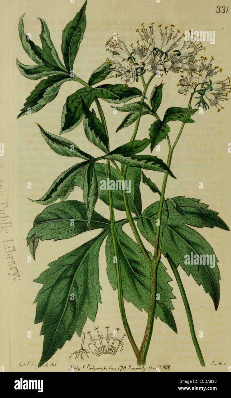 . The Botanical register consisting of coloured figures of . re on each pe-f dicle. Calyx five-leafletted: leaflets oblong, obtuse, upright,smooth, subciliate, a line and an half long: 2 lower onesfurther removed, a little larger. Petals 4, inserted into thereceptacle. Unguis or narrow part, linear, upright, shorterthan the calyx, villous. Lamina or broad part oblong,obtuse, three times longer than the calyx, deep yellow; twolower ones a little smaller, wide of each other at the base.Nectary formed of two plaited processes at the base of eachof the laminae, at first yellow, at last scarlet. Fi Stock Photo