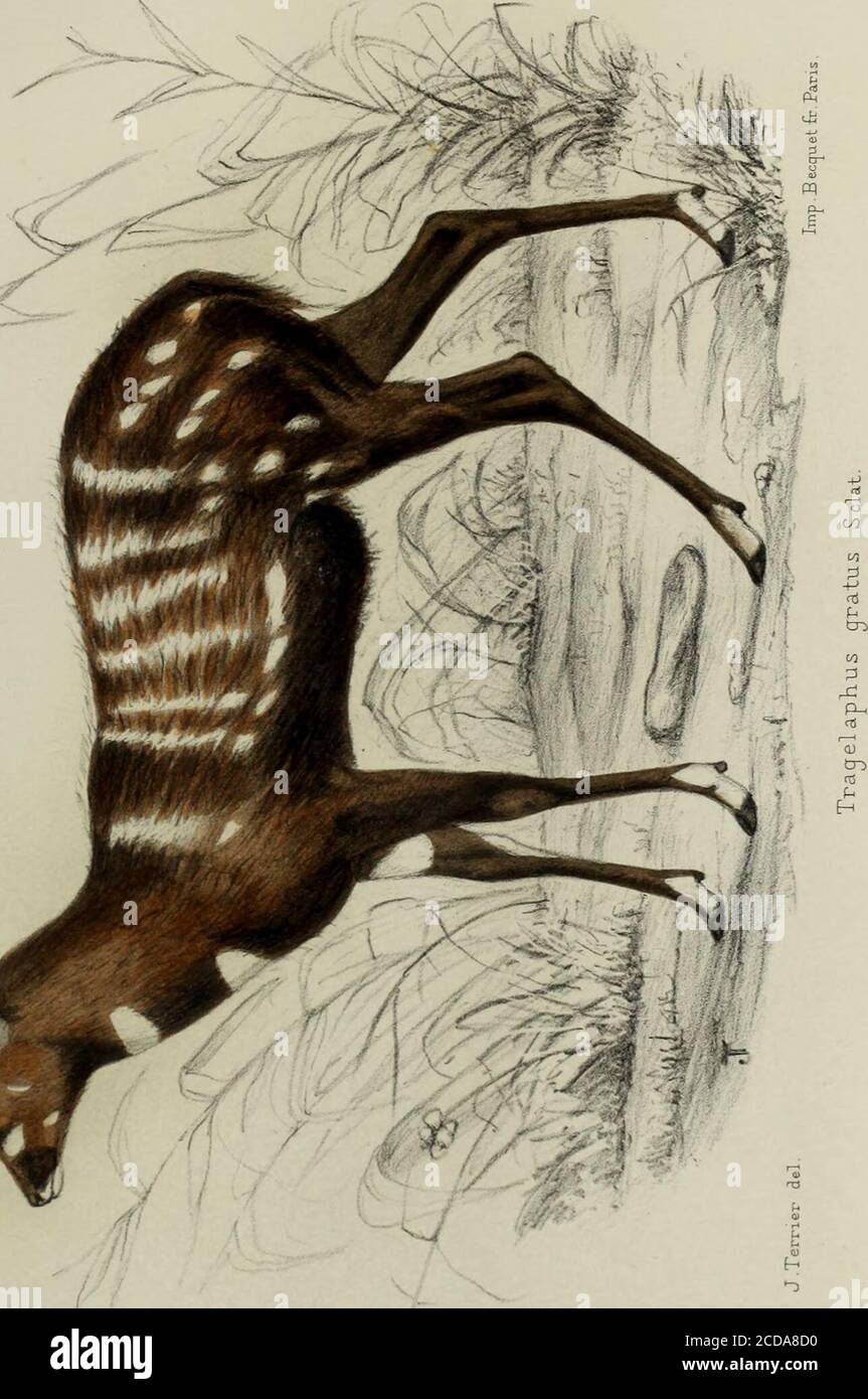 . Faune de la Sénégambie, vertébrés . 1. Oreas Colmi Rochbr. 2. Oreas Derbianus Gray.3. Oi^eas Canna Gray. PLANCHE VIII. Figure 1. — Trogelaphus gratiis, Sclat., — (^.. 1/8 grand, iiat. Daprès un spfcimeti tué ^ ar lauteur dans liS plaines arides du Cayor.Kn reprenant létude de cette forme il sera facil. de démontrer la non-valeur des nfflrniaiions deM. Sjlater, sur son prétendu habitat dans les régions marécageuses Pl. VIII. PLANCHE IX Figure 1. — Ovis Bakelensis, Kocbbr.,» 2. — Ovis Djalo7iensis. Wochhr 1/8 ^raud. iiat.- 1/8 g-rand. uat. Stock Photo