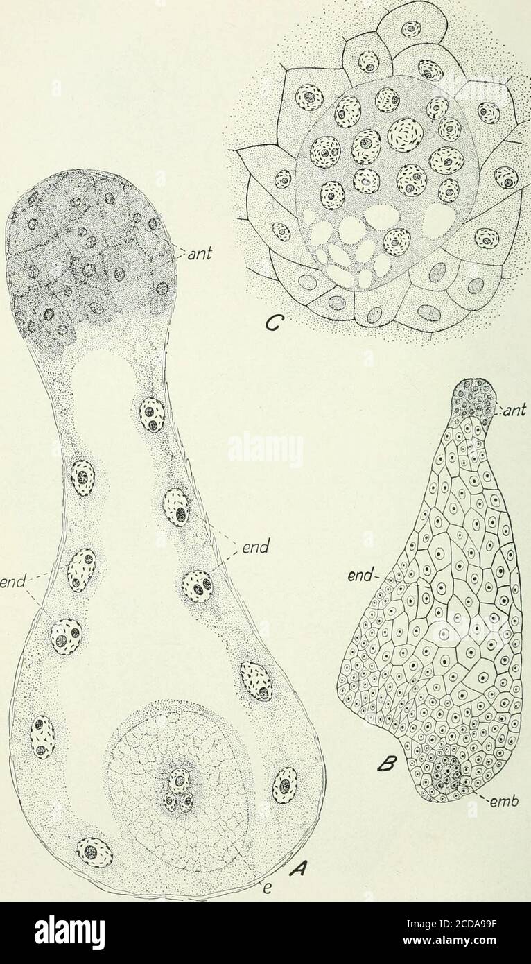 . Journal of agricultural research . Journal of Agricultural Researcti Vol.XVIII. No.5 Pistillate Spikelet and Fertilization in Zea mays L. PLATE 32. ^^emb Journal of Agricultural Research Vol. XVlll, No. 5 PLATE 32 A.—Longitudinal section of the embryo sac 12 hours after fertilization: end, endo-sperm nuclei; e, egg in which one of the daughter nuclei has already divided; ant,antipodals. X 520. B.—Longitudinal section of the embryo sac 36 hours after fertilization: end, endo-sperm; emb, embryo; ant, antipodal tissue. X no. C.—Longitudinal section of the young embryo at the stage shown in B. X Stock Photo