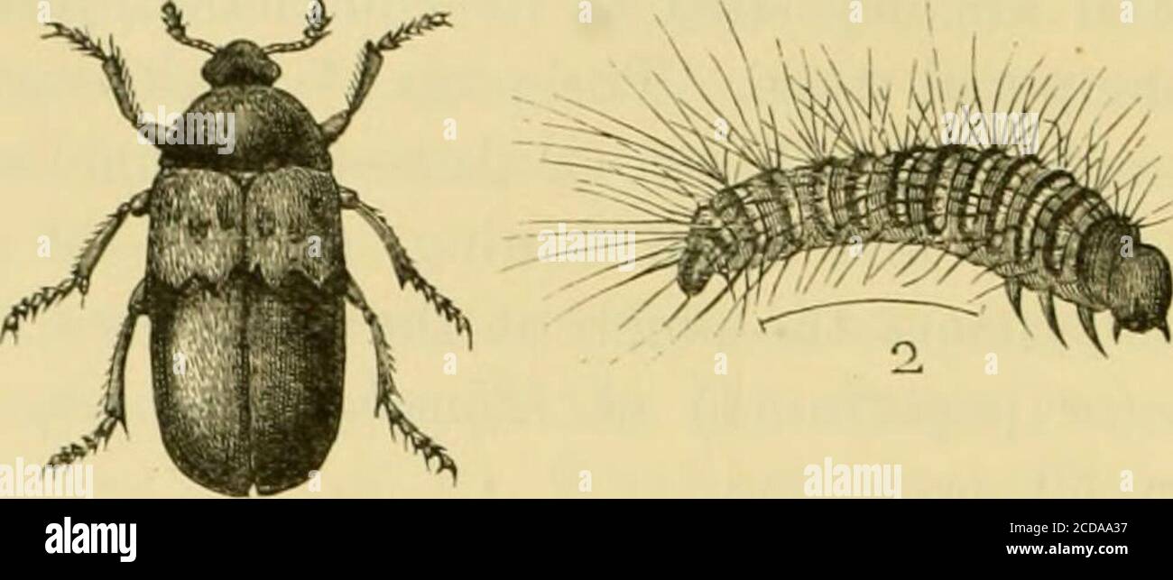 . Report of observations of injurious insects and common farm pests ...