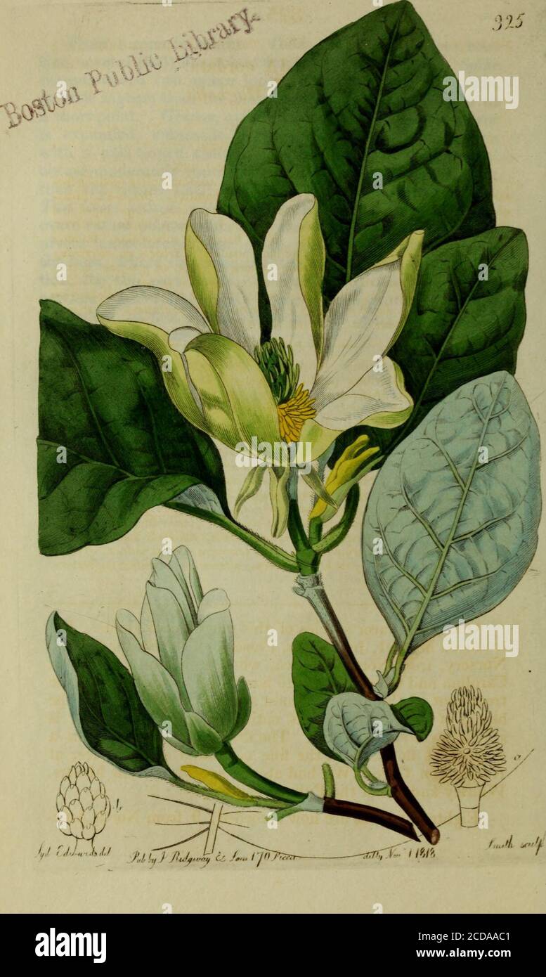 . The Botanical register consisting of coloured figures of . sitation in giving it under thepresent title. Plant* a span in height. Tuber roundish. Leaves cau-line, several (0-6) lanceolate upright slightly concave. Spikemanyflowered two inches long. Bractes about the height(a little higher) than the flower; foliaceous, lanceolate witha short point. Germen cylindrical, twisted when the floweris expanded, subsessile. Flowers small, yellowish-greenwith a pale brown casque, upright. Casque upright ovalobtuse moderately concave, with a spur three times shorterthan the casque itself inclining downw Stock Photo