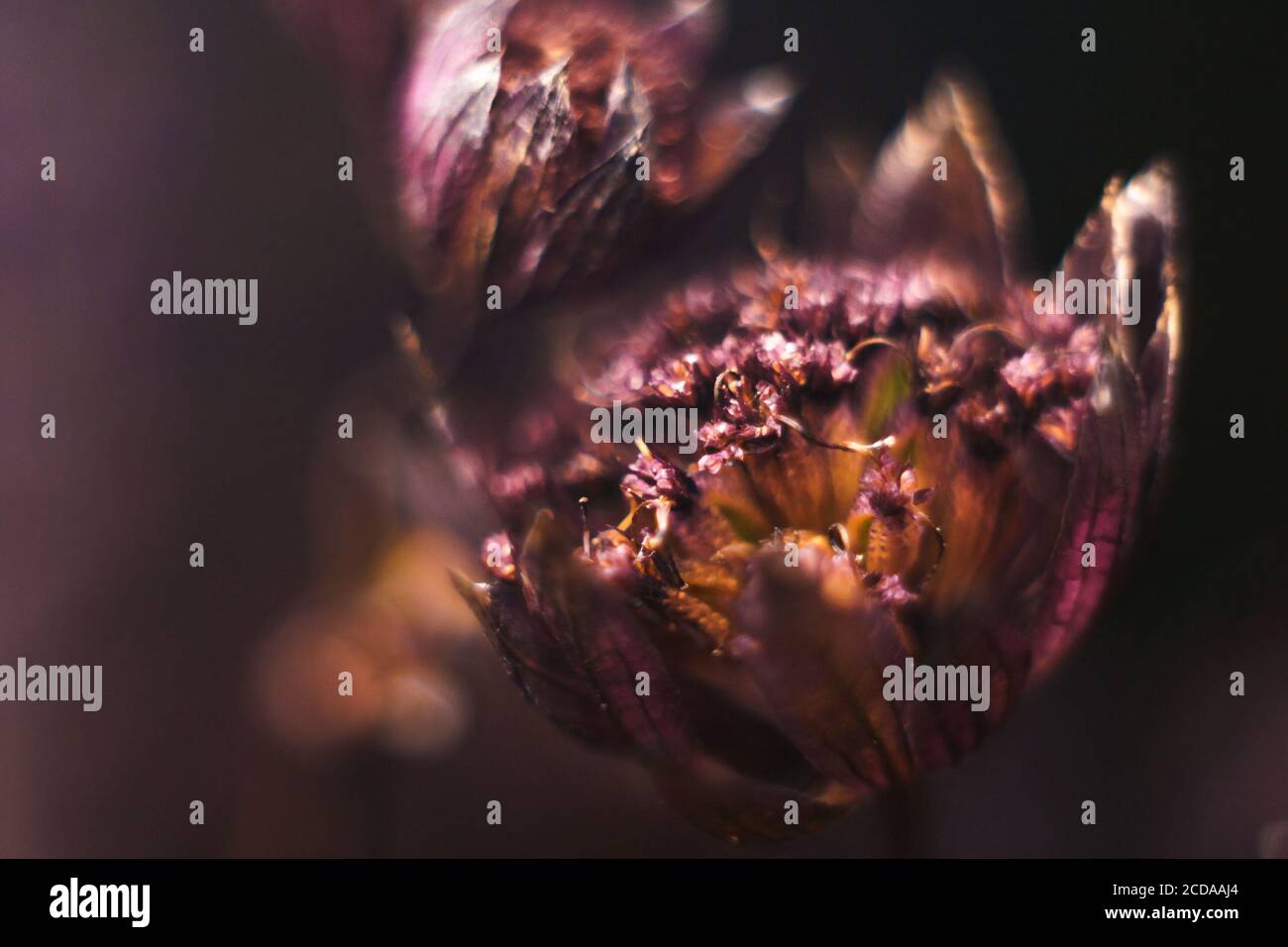 Floral blurred pattern. Dry astrantia flower on dark background, abstract picture. Defocused wallpaper, macro. Stock Photo