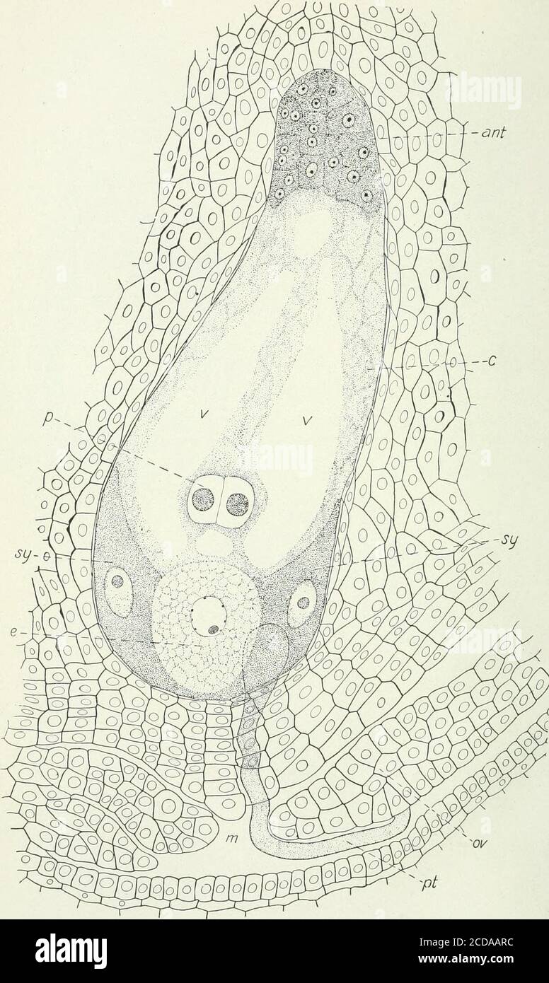 . Journal of agricultural research . Journal of Agricultural Research Vol. XVIII, No. 5 Pistillate Spil&lt;eletand Fertilization in Zea mays L. Plate 23. Journal of Agricultural Research Vol. XVIll, No. 5 PIvATE 28 Longitudinal section of a mature embryo sac just previous to fertilization: e, egg;sy, synergids; p, polars; ant, antipodals; pt, pollen tube; m, micropyle; v, vacuole;c, cytoplasm; ov, ovule coat. X 520. PLATE 29 A.—End of a silk: p, pollen grains; v, fibro-vascular bundles; h, hairs. X 3$. B.—Tips of the hairs of the silk. It is on these hairs that most of the pollen grainslodge. Stock Photo