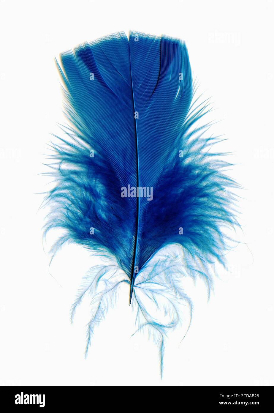 Blue fluffy soft bird feather isolated on a white background stock ...