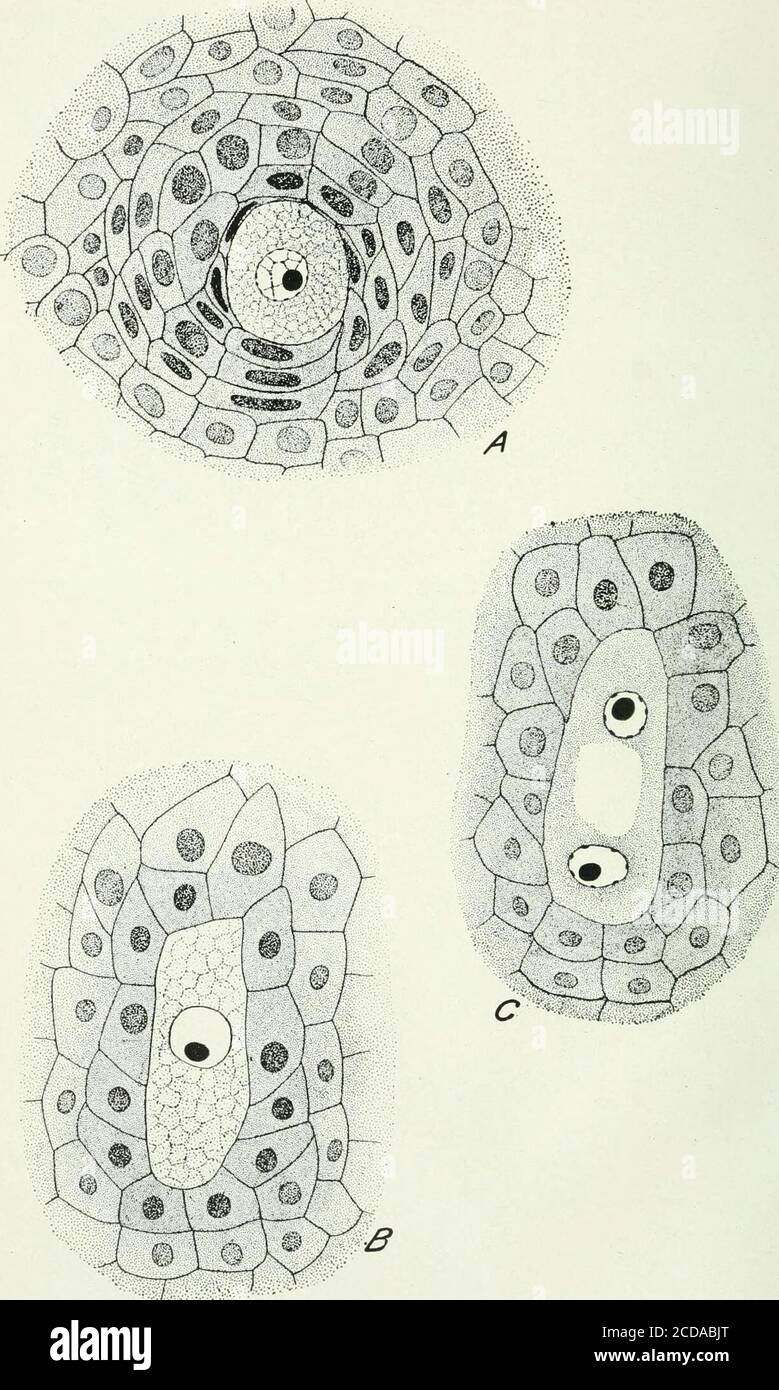 . Journal of agricultural research . Journal of Agricultural Research Vol. XVIII, No. 5 Pistillate Spikeletand Fertilization in Zea mays L. Plate 26. Journal of Agricultural Research Vol. XVllI, No. 5 PLATE 26 A.—Cross section of the megaspore motlier cell. X 800. B.—Longitudinal section of the megaspore mother cell. X 800. C.—Longitudinal section of the 2-celled embryo sac. X 800. 134793^—19 3 PLATE 27 A.—Longitudinal section of the 4-celled embryo sac. X 800. B.—Longitudinal section of an 8-celled embryo sac at the time the polar nucleihave started to migrate. X 800. C.—Longitudinal section Stock Photo